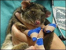 [090212101821_possum226[1].jpg]